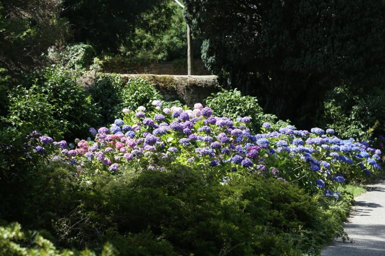 Hortensias du Jardin des Plantes
