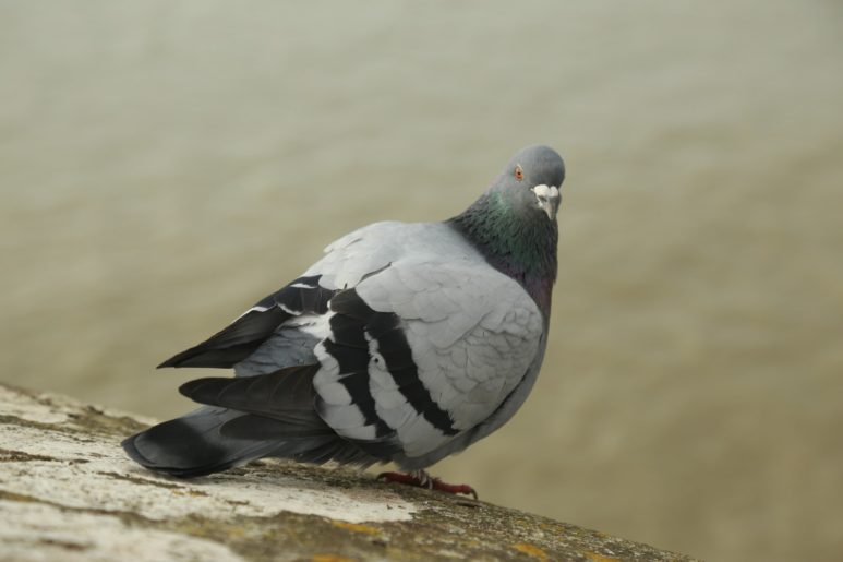 Fouras - Pose d'un Pigeon au Fort Vauban