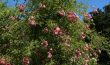 Giverny- Clos Normand Rosiers en fleurs