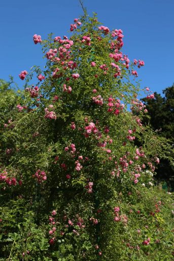 Giverny- Clos Normand Rosiers en fleurs
