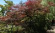Giverny- Erable du Japon