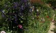 Giverny- Jardin de Fleurs