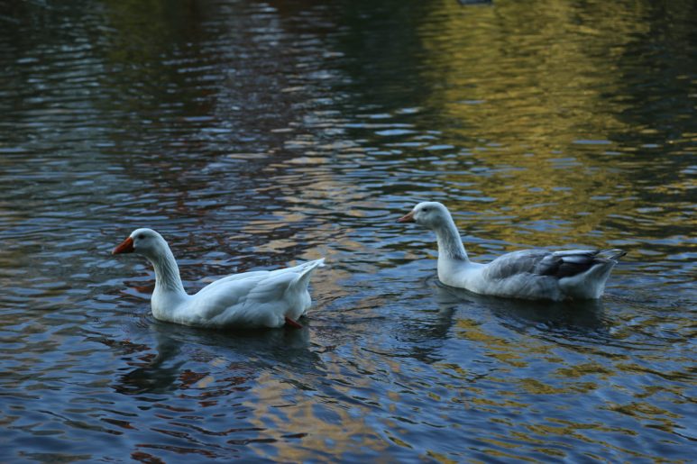 Senlis - Les canards du Parc Ecologique