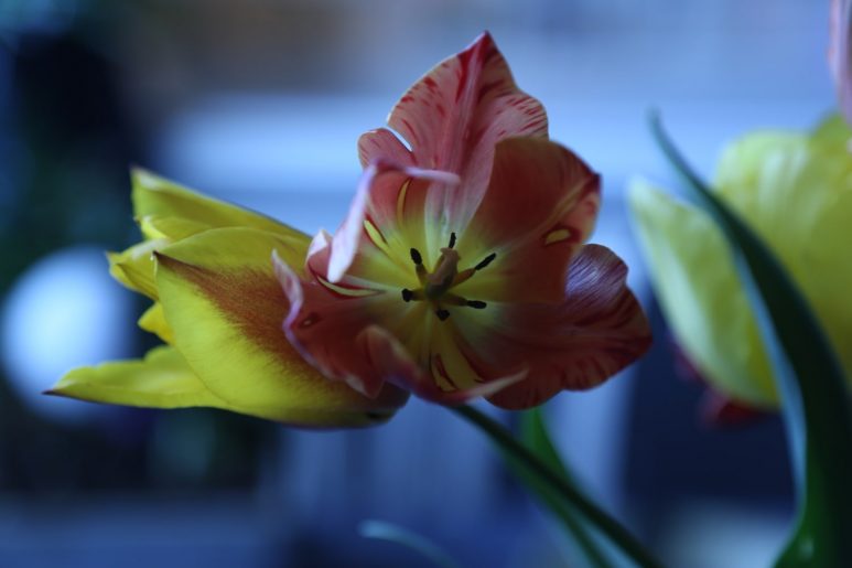 Harmonie de Tulipes