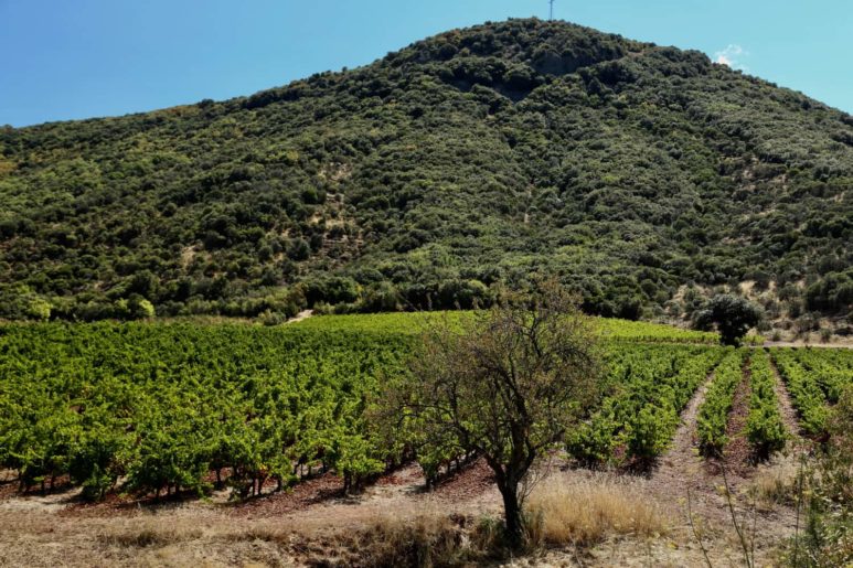 Vignobles du Languedoc