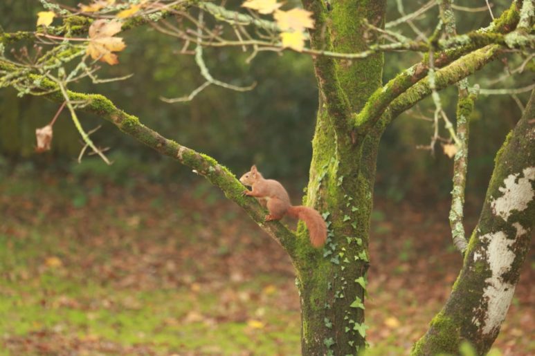 Ecureuil sur sa branche