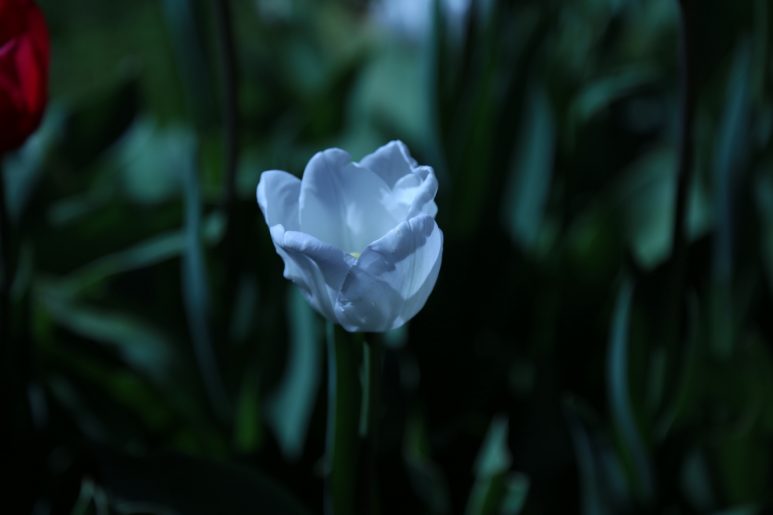 Cheverny - Tulipe blanche du parc
