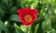 Cheverny - Tulipe du parc