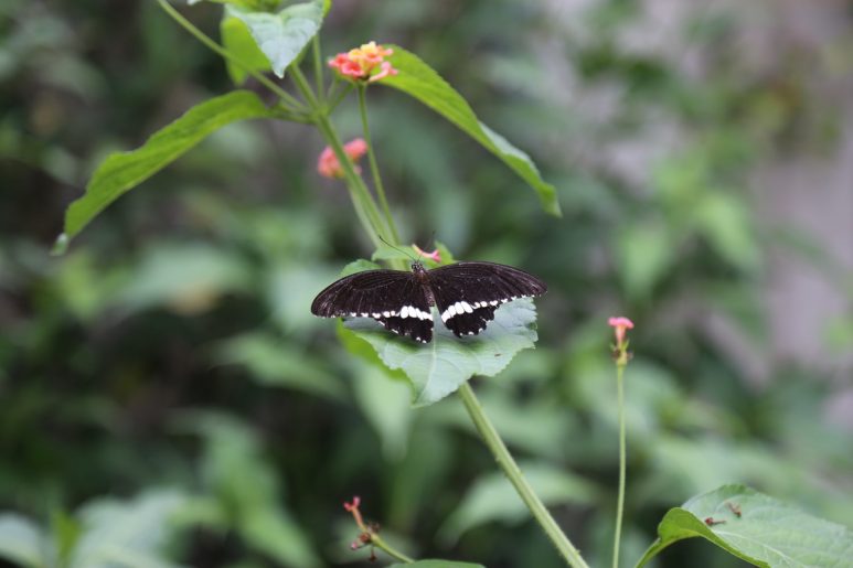 Papilio polytes - Papilionidae - Philippines