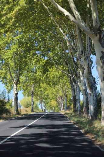 Route Ombragée de L'Hérault